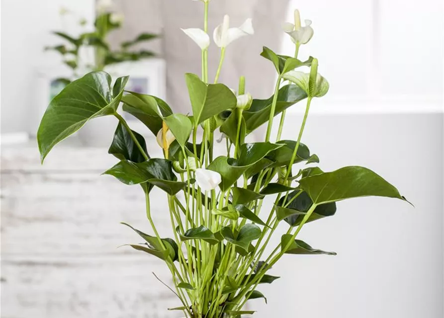 Anthurium andr. Sierra White