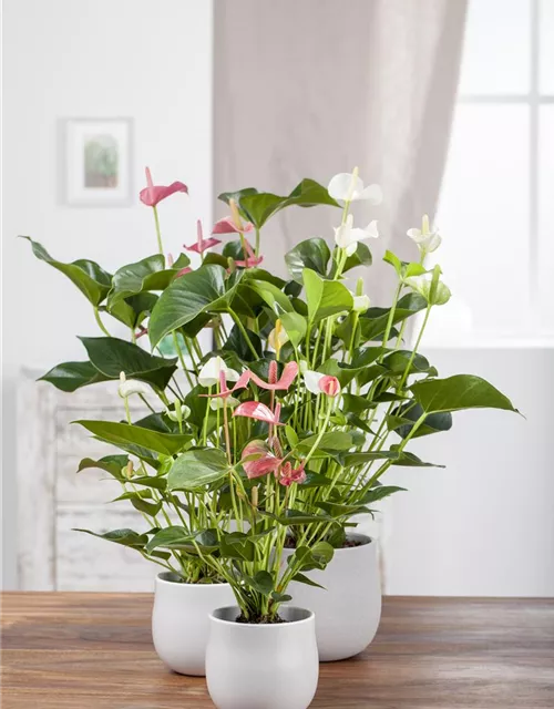 Anthurium andr. Sierra White