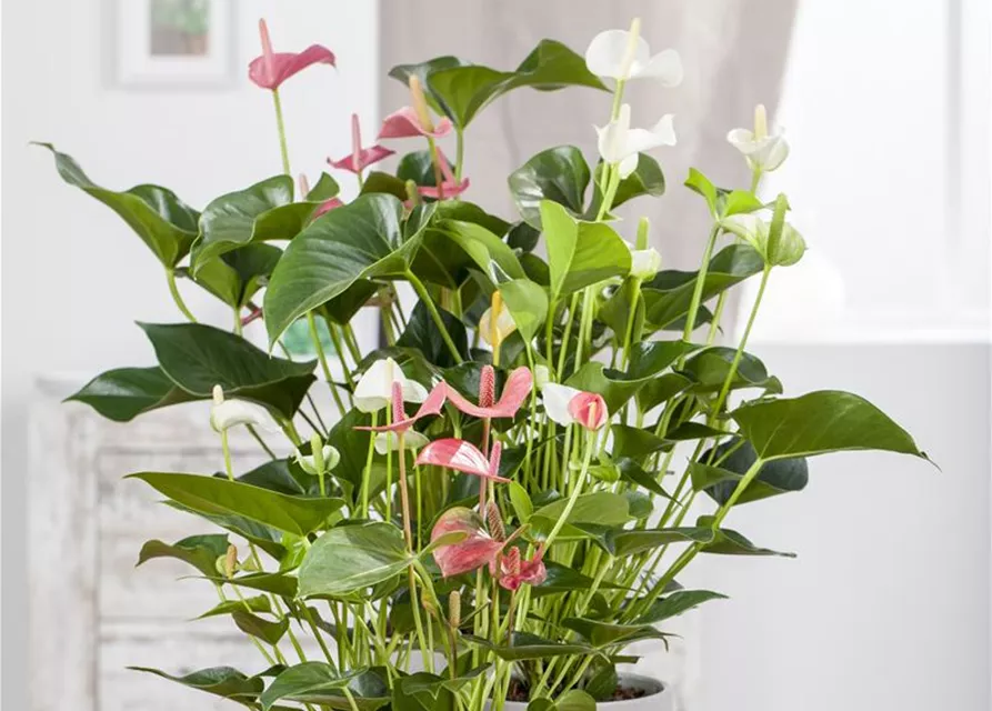 Anthurium andr. Sierra White