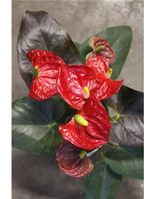 Anthurium Champion " Coral"