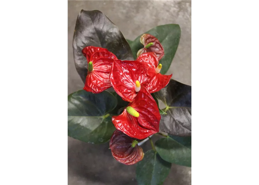 Anthurium Champion " Coral"