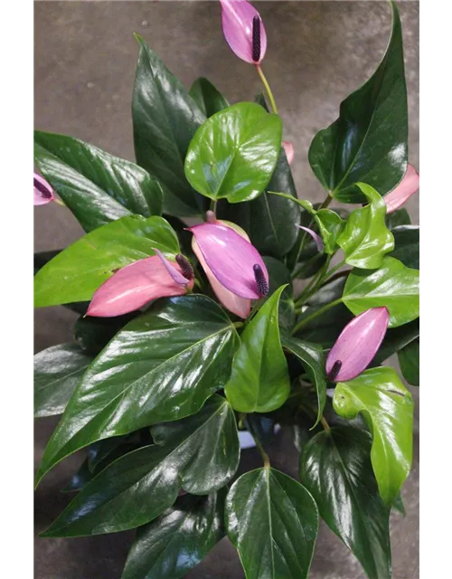 Anthurium Champion Zizou violett