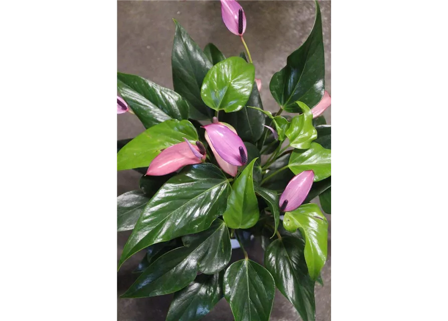 Anthurium Champion Zizou violett