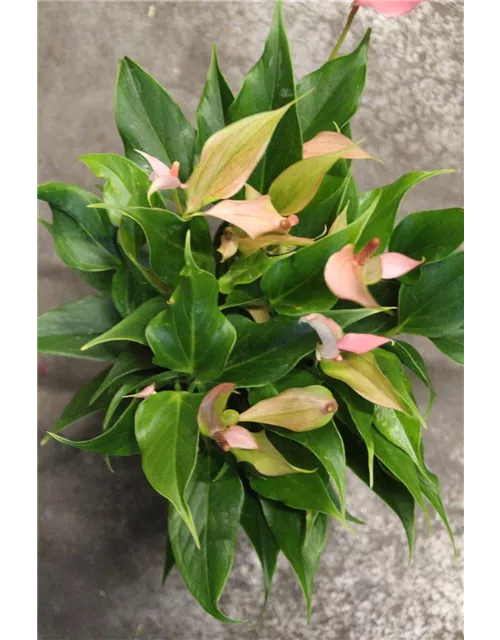 Anthurium Champion "Lilli"