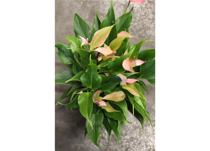 Anthurium Champion "Lilli"