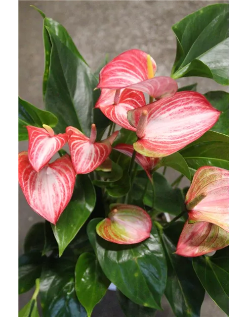 Anthurium Champion "Livium "