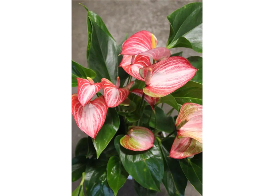 Anthurium Champion "Livium "