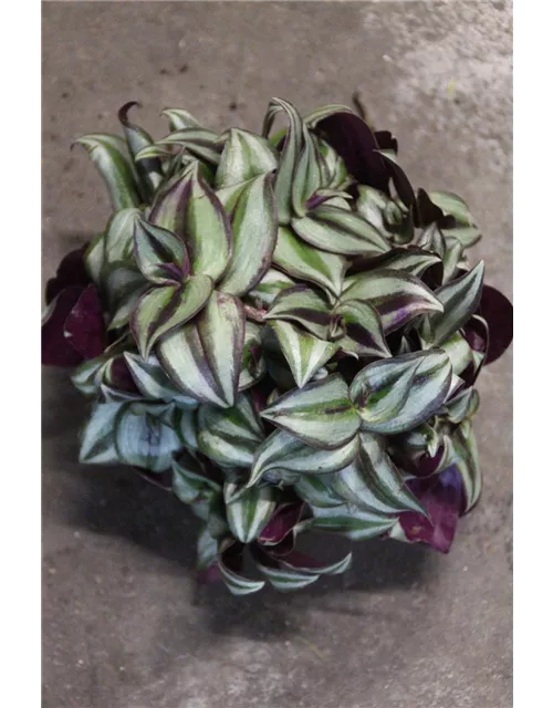 Tradescantia gemischt 