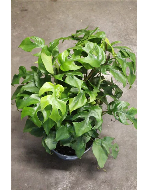 Philodendron "Trophy "