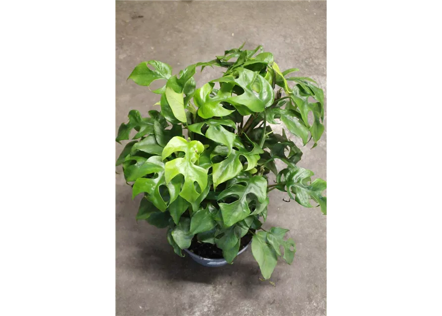 Philodendron "Trophy "