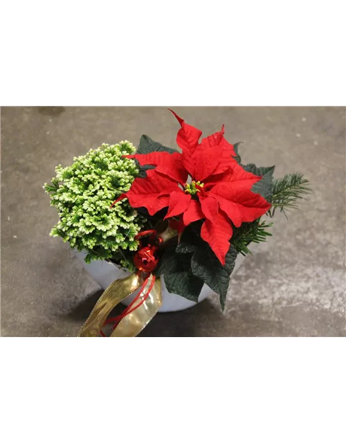 Pflanzschale Poinsettia mini