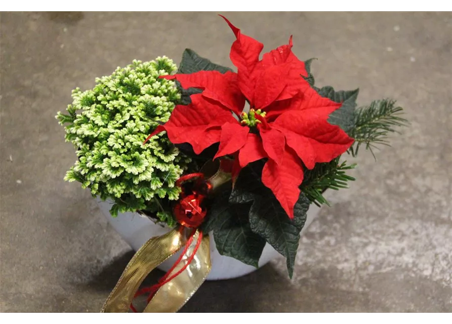 Pflanzschale Poinsettia mini