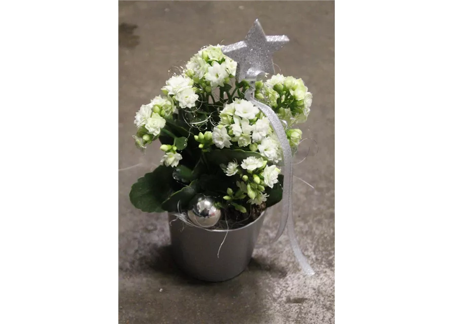 Kalanchoe winterlich dekoriert