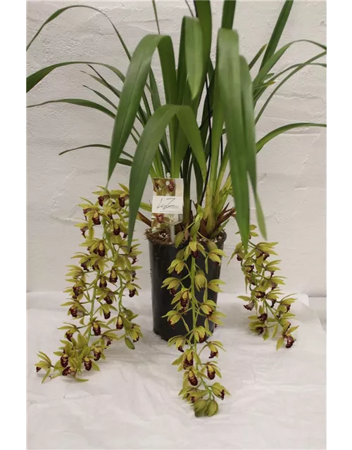 Cymbidium 3-4 Triebe in versch. Farben 