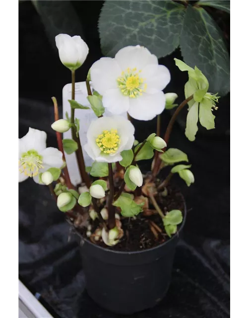 Helleborus" Verboom Beauty"