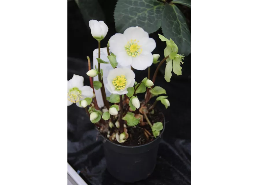 Helleborus" Verboom Beauty"