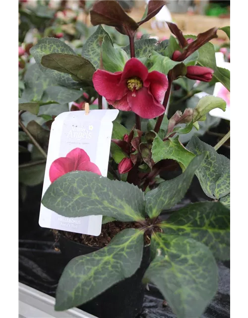 Helleborus 'Anna´s Red' ® 