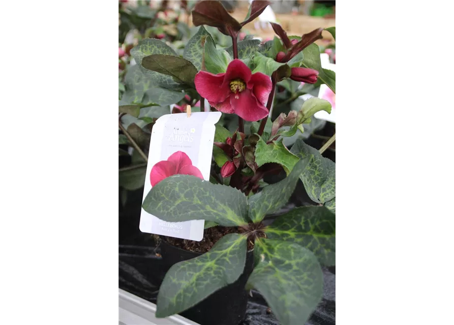 Helleborus 'Anna´s Red' ® 