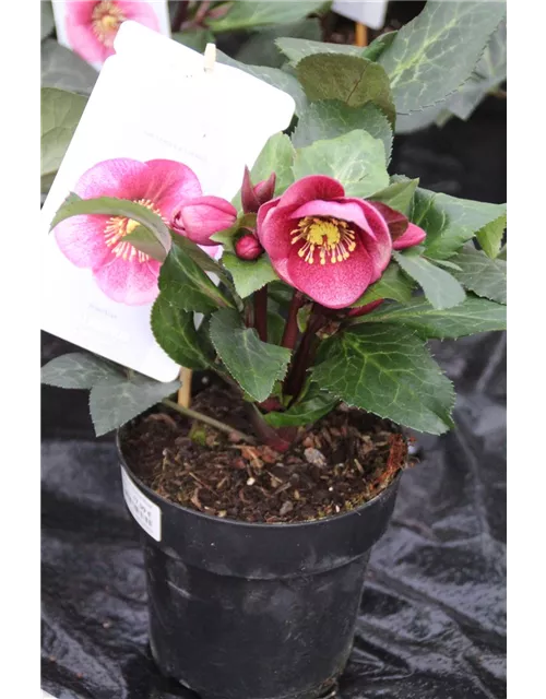 Helleborus 'Charmer Rosa' ® 