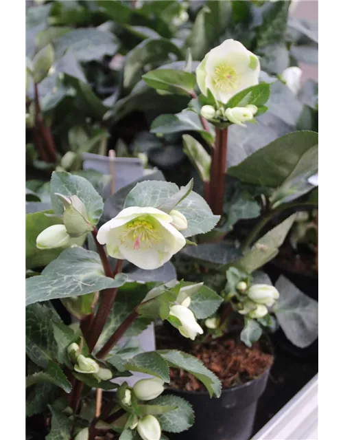 Helleborus 'Moondance' ® 