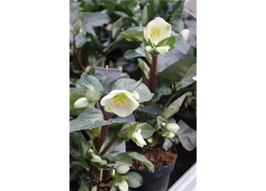 Helleborus 'Moondance' ® 