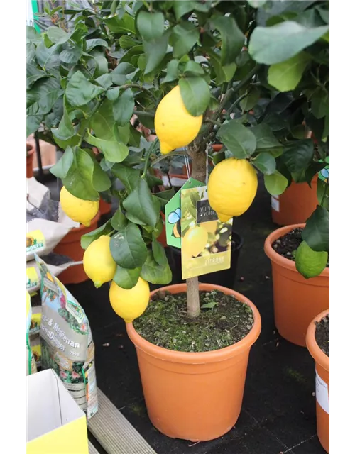 Citrus in Sorten Stamm