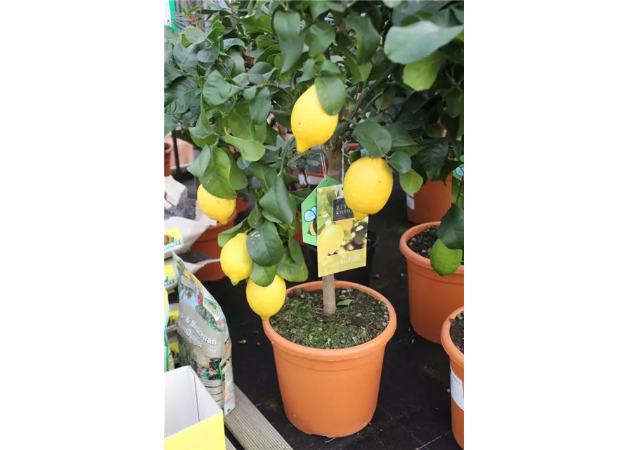 Citrus in Sorten Stamm