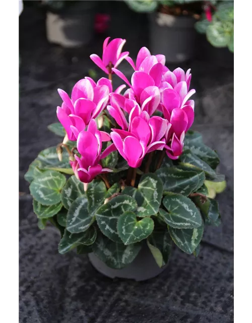 Cyclamen Fantasia -R-