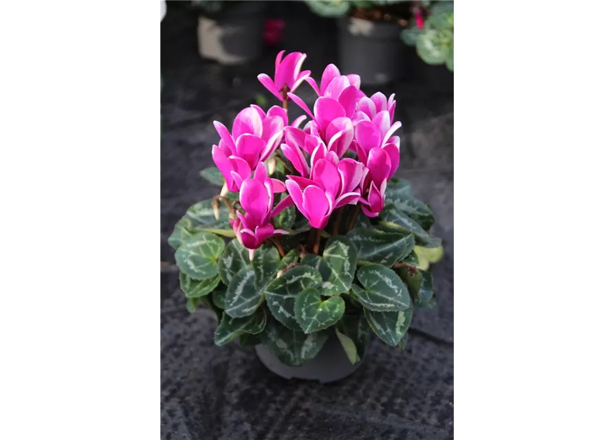 Cyclamen Fantasia -R-