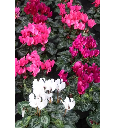 Cyclamen Mischung mini