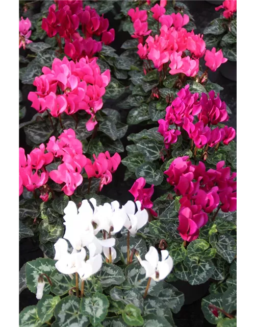 Cyclamen Mischung mini