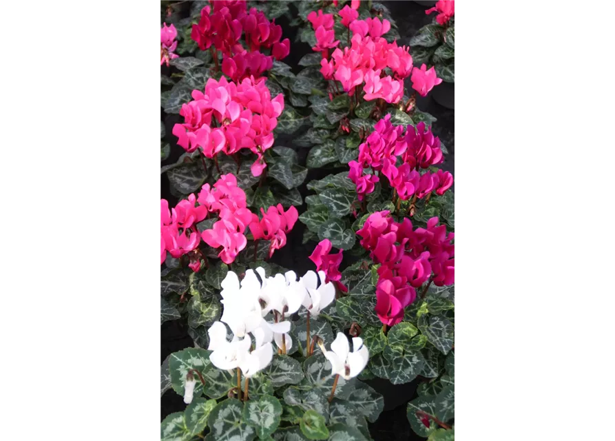 Cyclamen Mischung mini