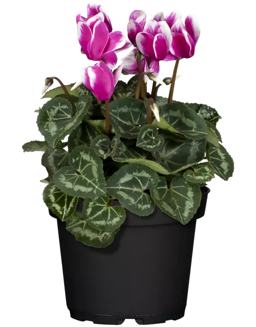 Cyclamen Fantasia -R-