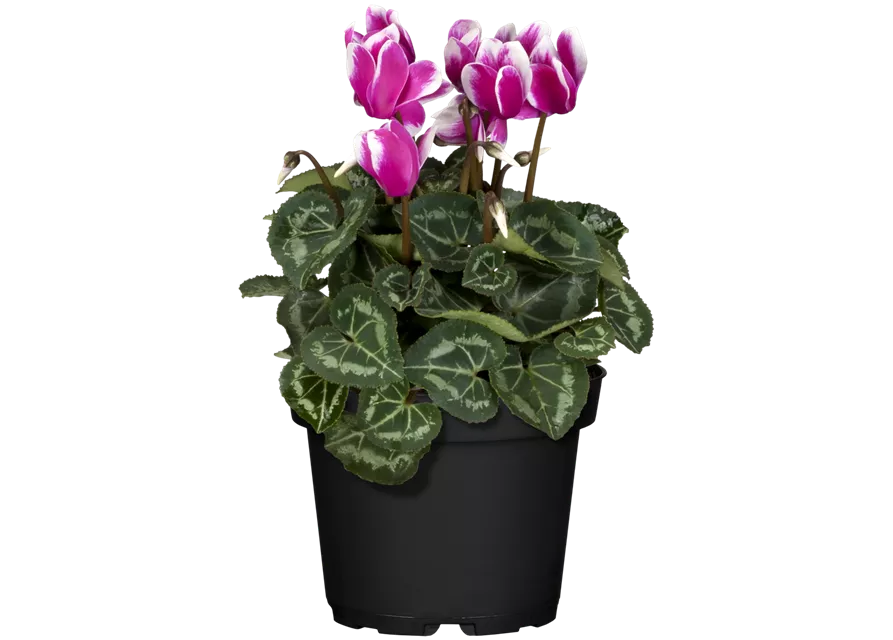 Cyclamen Fantasia -R-