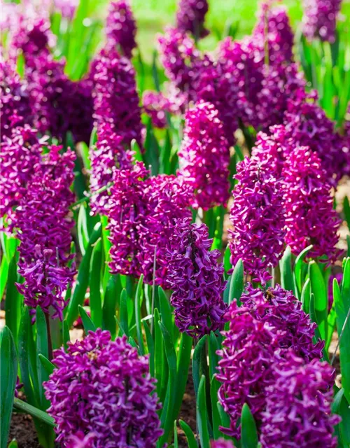 Hyacinthus in verschiedenen Sorten