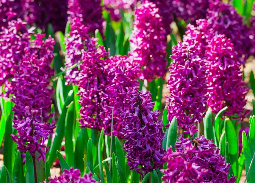 Hyacinthus in verschiedenen Sorten