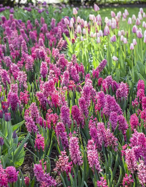 Hyacinthus in verschiedenen Sorten