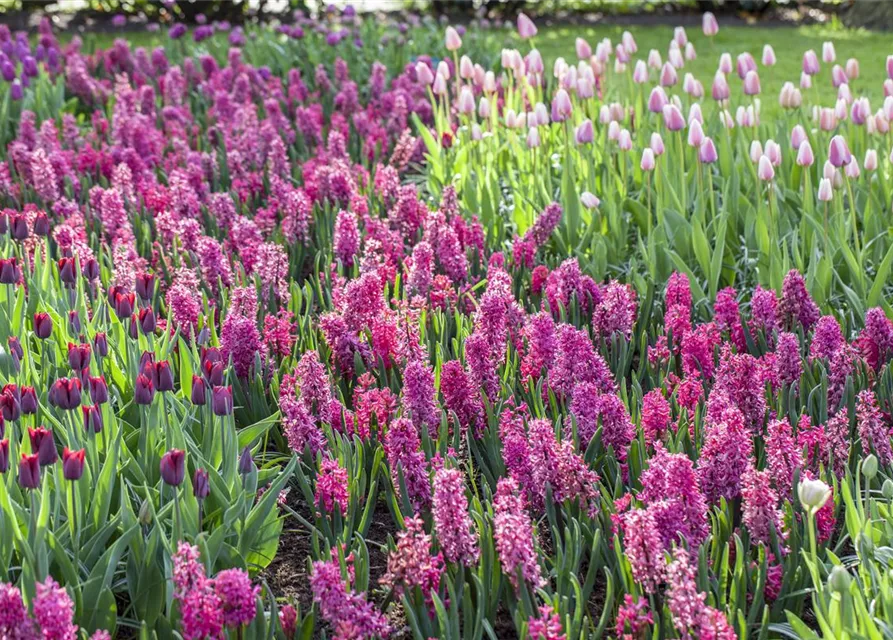 Hyacinthus in verschiedenen Sorten