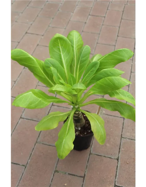 Brighamia insignis 