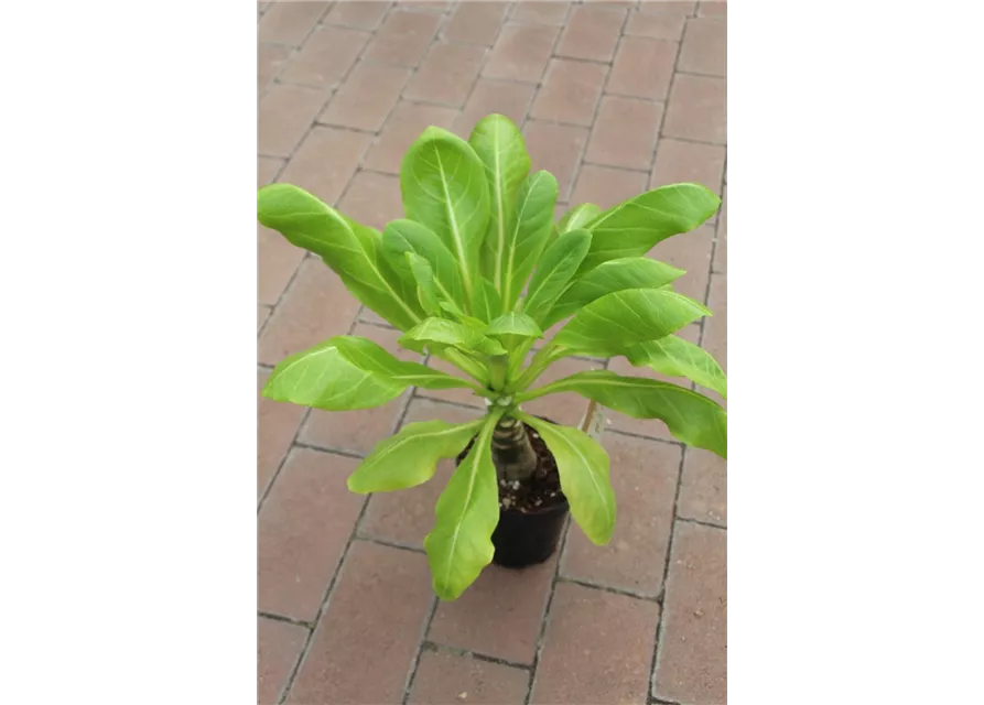 Brighamia insignis 