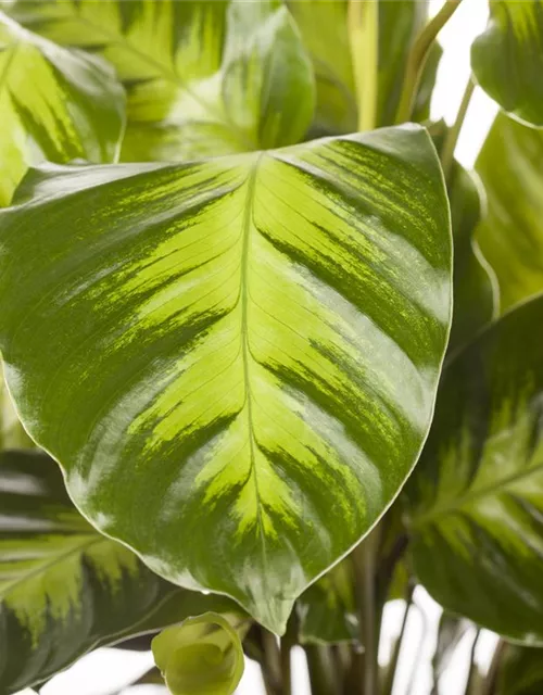 Calathea in Sorten 