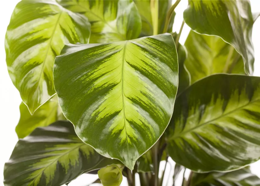 Calathea in Sorten 