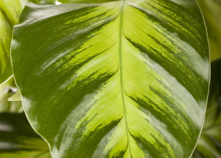 Calathea in Sorten 