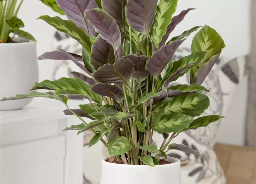 Calathea in Sorten 