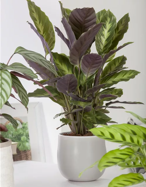 Calathea in Sorten 