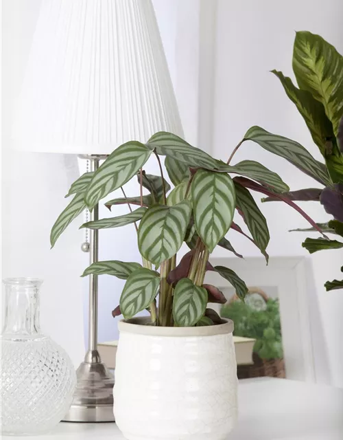 Calathea in Sorten 