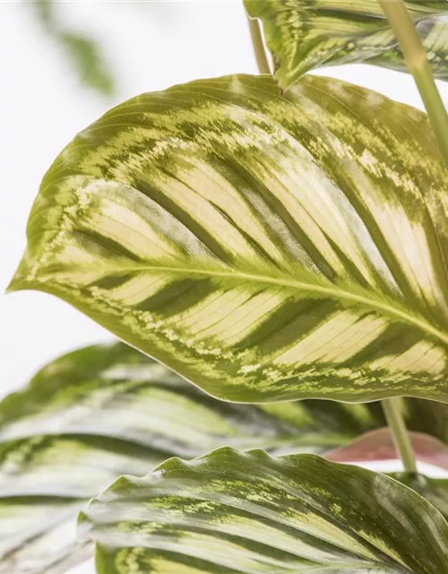 Calathea in Sorten 