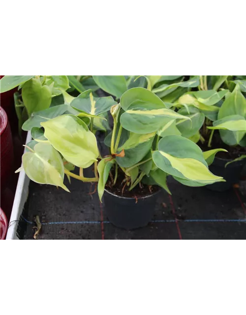 Philodendron scandens "Brazil"