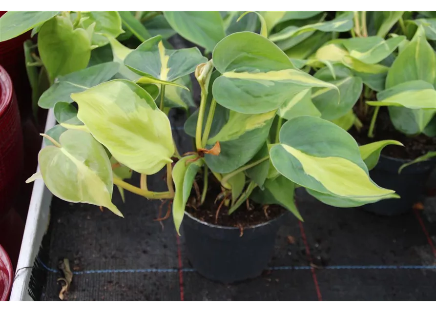 Philodendron scandens "Brazil"