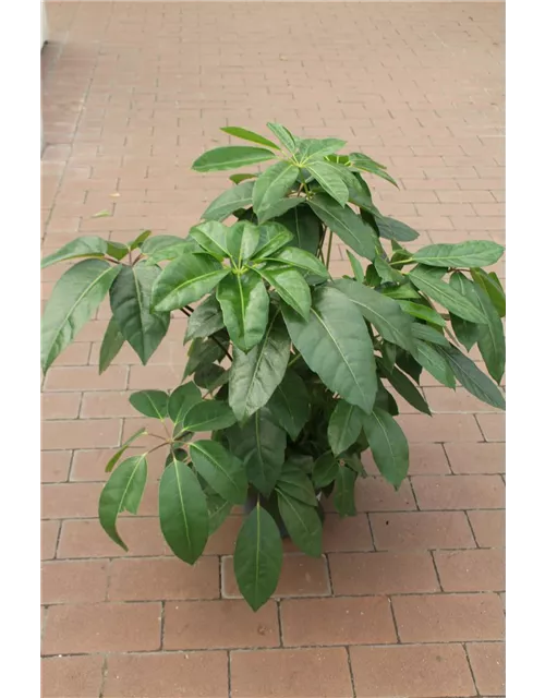 Schefflera actinophylla